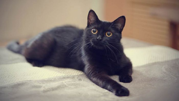 Mơ thấy mèo đen là điềm lành hay dữ? Đánh con gì chuẩn nhất